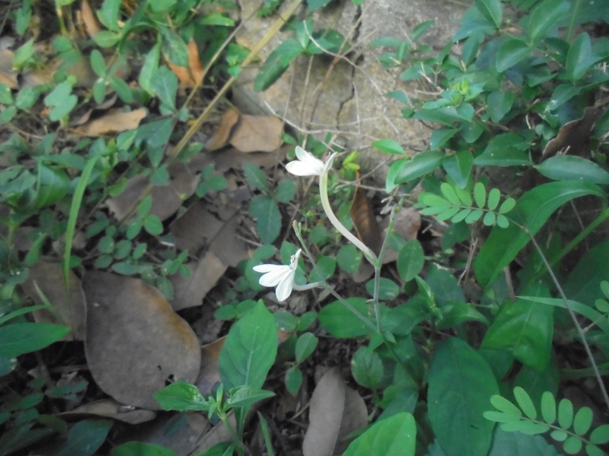 Rhinacanthus polonnaruwensis L.H.Cramer